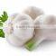 Offer Fresh Organic Garlic without Pesticide