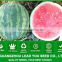 W13 Lingxiu no.1 round shape big fruit best watermelon hybrid seeds f1