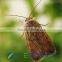 Pheromone Lure for Spodoptera exigua and trap set