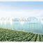 Single-Span Hot-Dip Galvanized Steel Pipe Frame 200mm PVC Film Covered Greenhouse