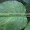 brand name artificial bonsai plants artificial wild taro bonsai decor