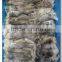 Fresh Frozen Illex Argetninus Squid Tentacles