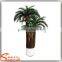 China suppliers small palm trees cycas revoluta price cycas revoluta