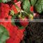 PE Plastic Greenhouse Agricultural Film Red Mulch Film