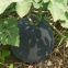Black King round shape red crimson flesh hybrid watermelon seeds