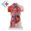 HC-S242 Human half-size male torso & organs anatomy teaching aid