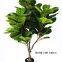High Quality Fiddle Leaf Bonsai Plants Decorative Home Outdoor bonsai stand