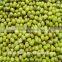 heilongjiang green mung beans ( food grade)