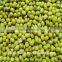 China heilongjiang green mung beans ( food grade)                        
                                                Quality Choice