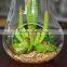 Indoor Flowering Cactus Succulent Glass Terrarium Vase Bonsai for Sale