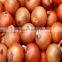 Fresh red & yellow onion