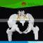 Hot selling Model of pelvis with 4th and 5th lumbar vertebrea and femur heads