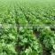 Hebei Fresh Lettuce