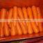 Fresh Carrot for export