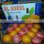 FRESH STYLE lemon and Navel / Valencia Oranges in Egypt