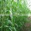Gaodan Grass Seeds Sorghum Sudan Grass Seeds Sorghum Hybrid sudan grass Seeds For Growing