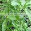 Organic Stevia Product