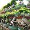 Varieties live Ficus microcarpa bonsai tree