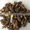 organic morels conica mushroom dried morel