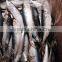 Frozen Mackerel Prices