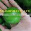 CHEAP PRICE OF FRESH GREEN LIME HIGH QUALITY FROM VIETNAM