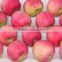 Supply fresh Qin guan apple with good quality for sale