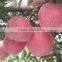 Fresh fruits Red star apple with good quality for sale                        
                                                Quality Choice