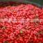 2016 Pharmaceutical Grade Goji Berries