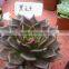 Echeveia 'Black Prince' of succulent plants