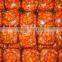 Best quality cherry tomatoes in jar for export, red color - Cheap price by HAGIMEX