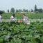 wholesale pumpkin seeds top crop with best price
