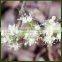 Amyris Essential Oil Best Exporter of India