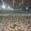 Brand new high rise broiler chicken shed/farm