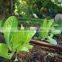 Agriculture drip irrigation pipe for garden