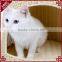 S&D China manufacturer wholesale warm heated pet bed/pet house
