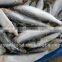 Sardinops Melanosticta Frozen Sardine Fish