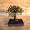 Ulmus ( Chinese Elm) bonsai tree ball shape