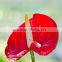 Top selling good quanlity natural Fresh Summer Special Red Anthurium Flowers from yunnan