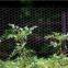 Chicken Wire