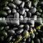 High Quality White/Black pulse beans
