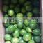 BEST QUALITY OF GREEN LEMON/LIME FROM VIETNAM