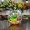 Wholesale Glass Globe Hanging Succulent Plants Terrarium Geometric