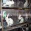 galvanized welded wire mesh rabbit cage for poultry farming