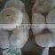 Chinese Hot Sale Normal White Fresh Garlic With Best Price for Sale