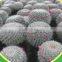 Mammillaria Hahniana 5.5cm Mini Cactus Succulent Indoor Plants Bonsai Nursery Echinocactus Grusonii Cereus Cacti Opuntia Dilleni