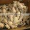 China air dry ginger professional supplier for Holland and Russia