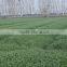 Dried barley grass powder and low price dried barley grass powder