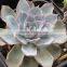 succulent plants Echeveria