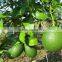 fresh gree yellow lemon tree seedling