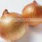 Wholesale Price of Fresh Red/Yellow/White Onions 2016 Crop